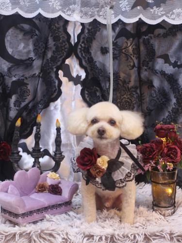 20231019もものすけくん